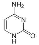 cytosine-structure-ib-hl-mcq-14-1-h-q5