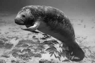 manateejpg