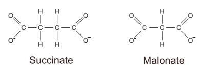 succinate-malonate-structures