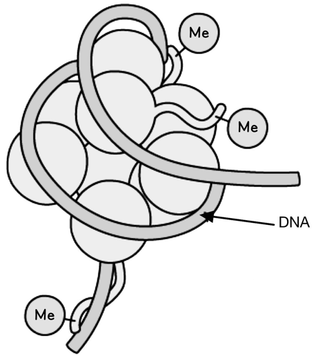 ib-methylation-of-histones