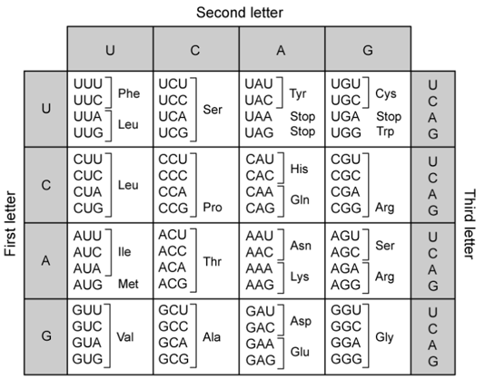 mrna-codons-and-amino-acids-table