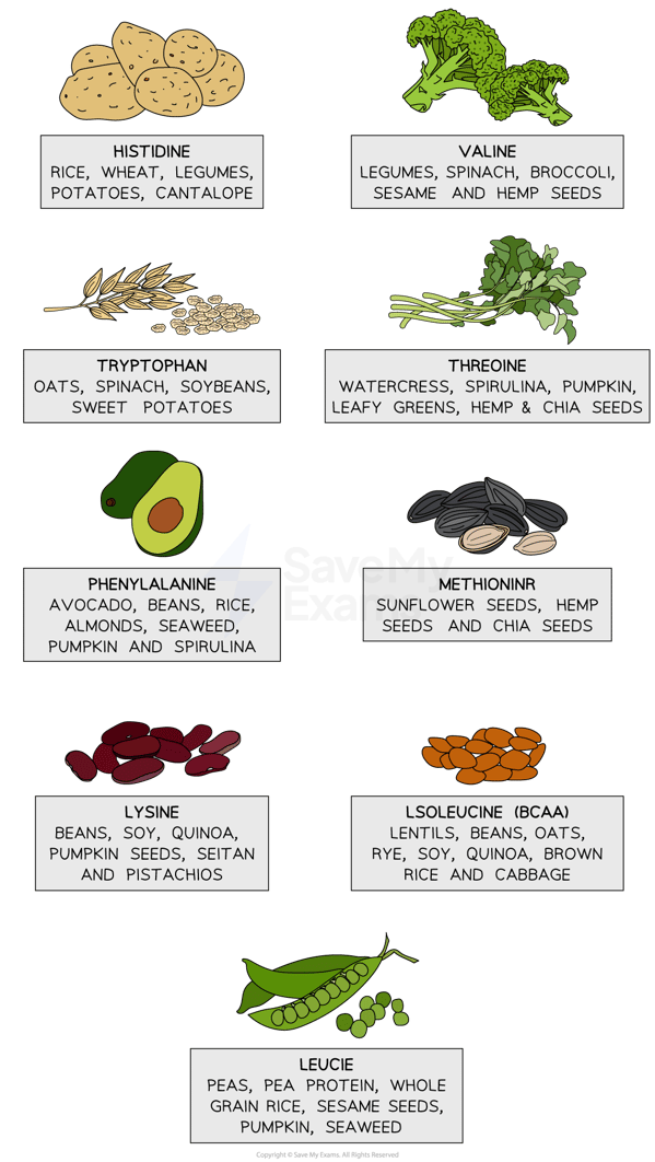 essential-amino-acids-sources