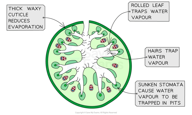 marram-grass-adaptations-xerophyte